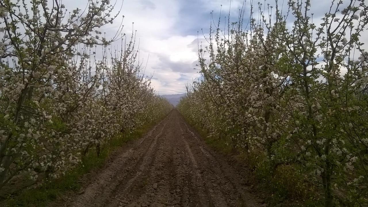 Casa De Campo Finca La Superiora La Consulta Εξωτερικό φωτογραφία